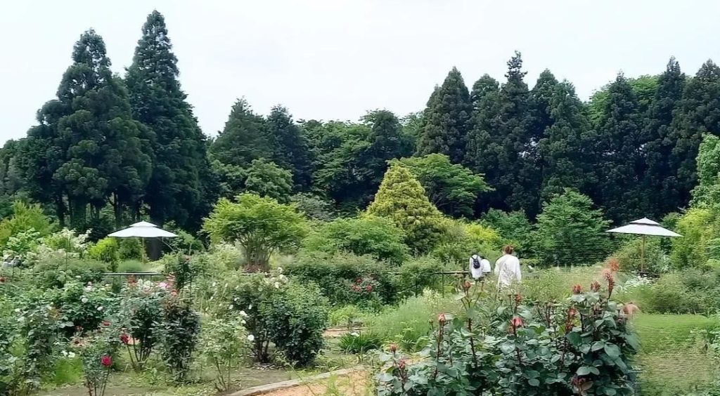 ハーブ園&ラベンダー畑2026 佐倉ハーブ園全景