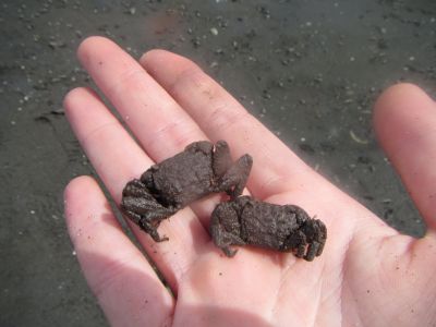 谷津干潟を守る!絶滅危惧種探し