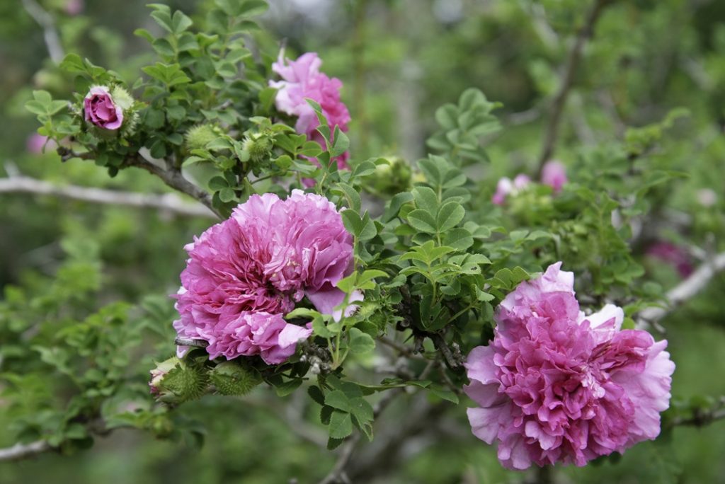 遅咲きのイザヨイバラ。花の一部が欠けることから命名（提供：安木保）