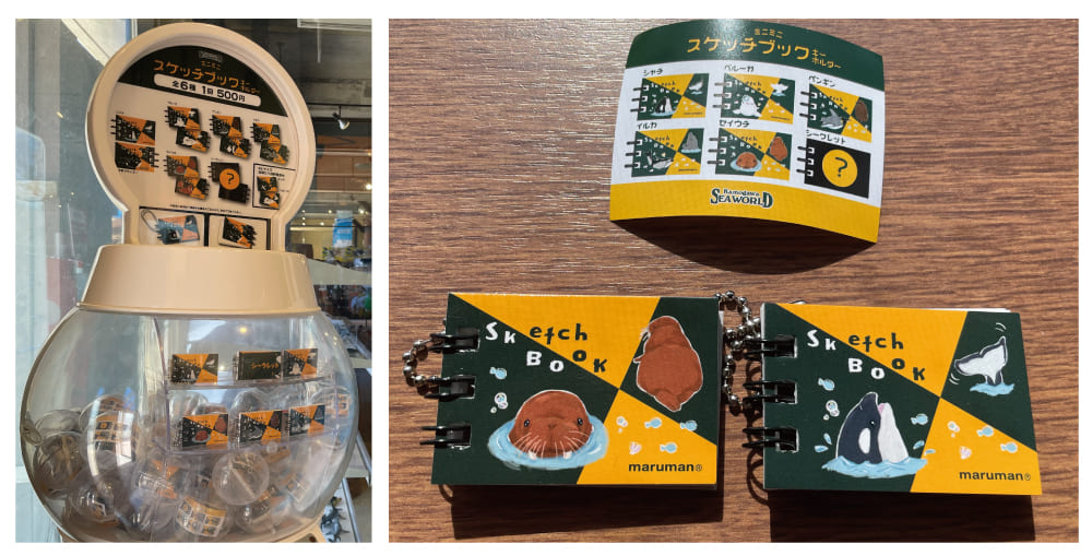鴨川シーワールドでソロ活してみた!ファミリーにもおすすめの楽しみ方