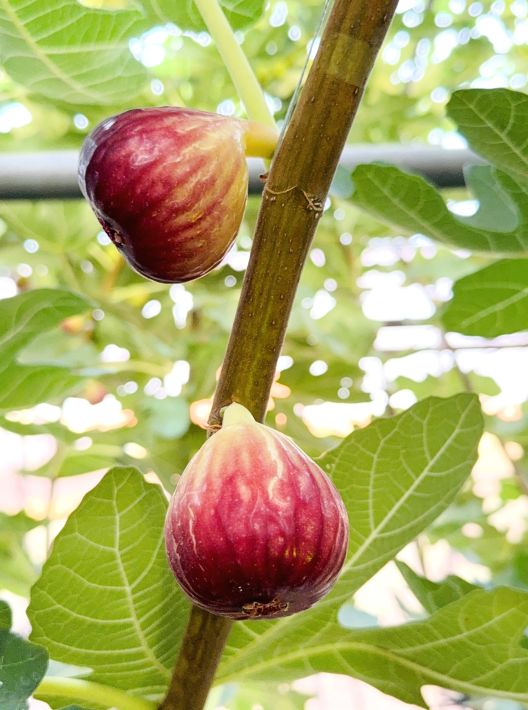 MATSUDO ORCHARDS　松戸の多彩な果樹栽培を象徴する、イチジク、ブドウ、ブルーベリー、レモン