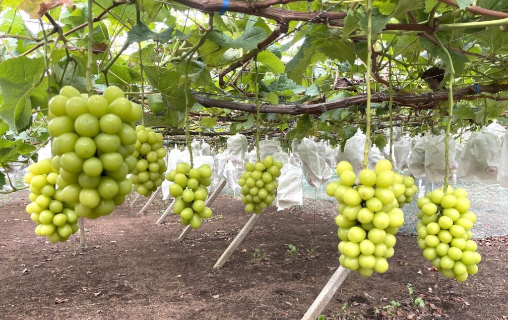 MATSUDO ORCHARDS　松戸の多彩な果樹栽培を象徴する、イチジク、ブドウ、ブルーベリー、レモン