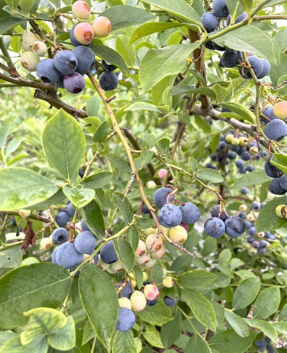 MATSUDO ORCHARDS　松戸の多彩な果樹栽培を象徴する、イチジク、ブドウ、ブルーベリー、レモン
