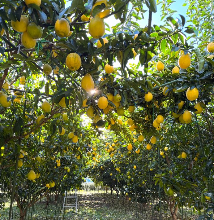 MATSUDO ORCHARDS　松戸の多彩な果樹栽培を象徴する、イチジク、ブドウ、ブルーベリー、レモン