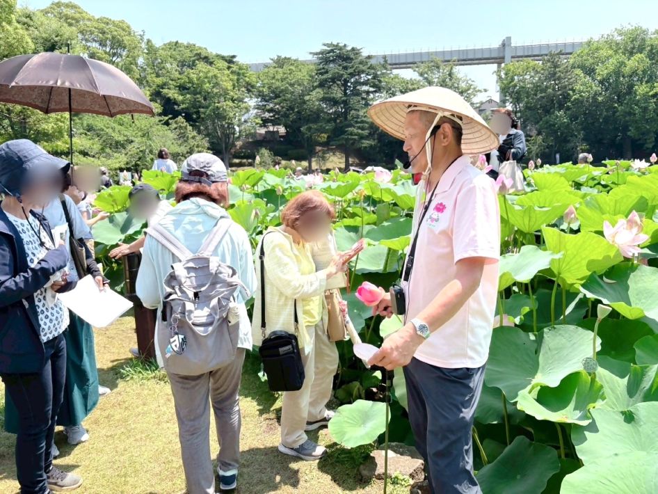 「大賀ハスまつり」ハスガイドの話が聞ける楽しみも