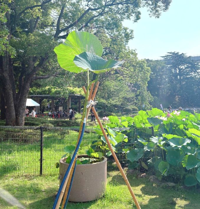 「大賀ハスまつり」ハスシャワー