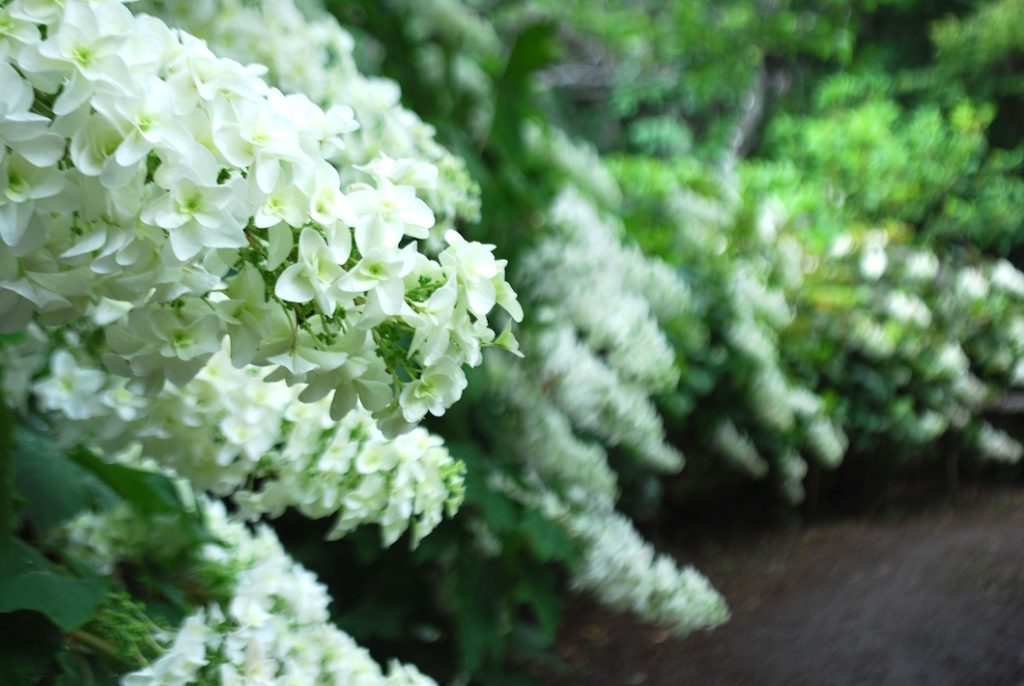 6月28日（日）まで開催中　第21回宗吾霊堂紫陽花まつり