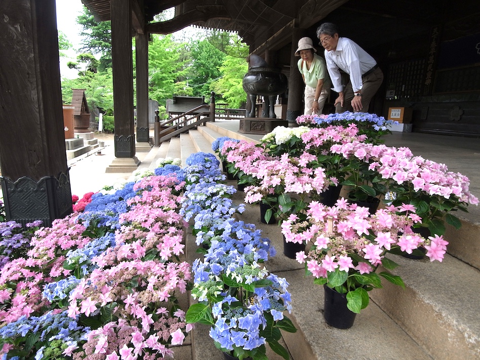 6月28日（日）まで開催中　第21回宗吾霊堂紫陽花まつり