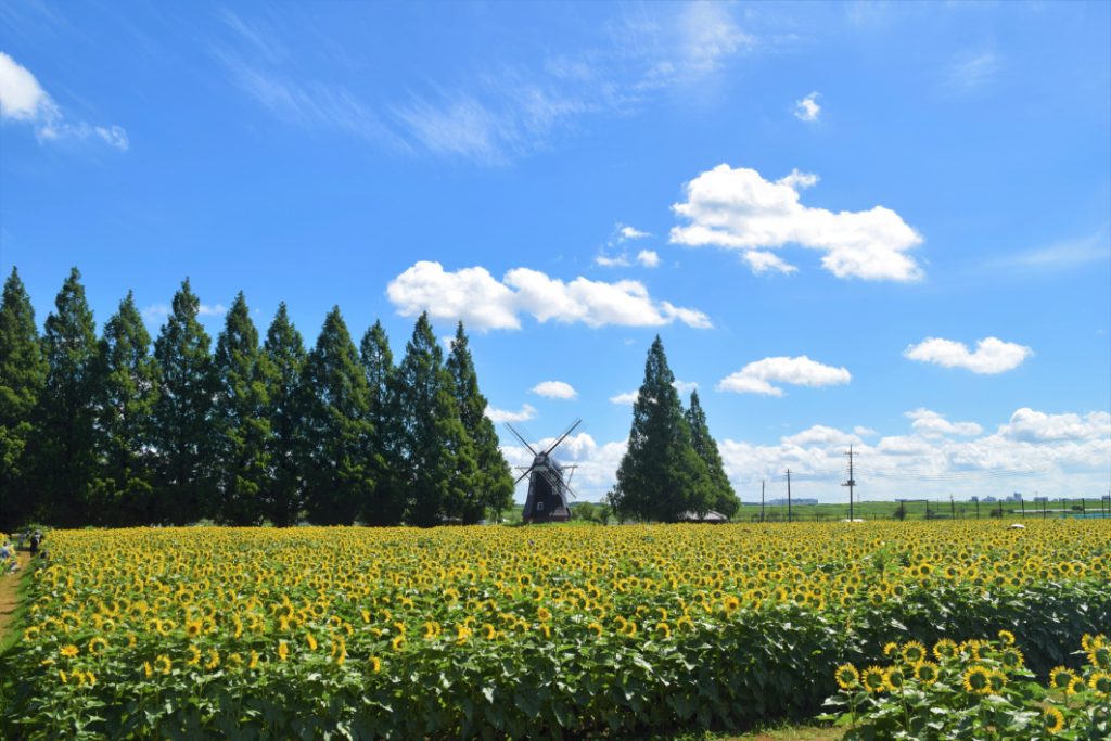 あけぼの山農業公園のひまわり