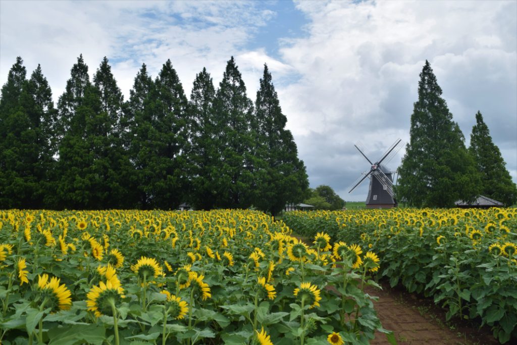 あけぼの山農業公園のひまわり