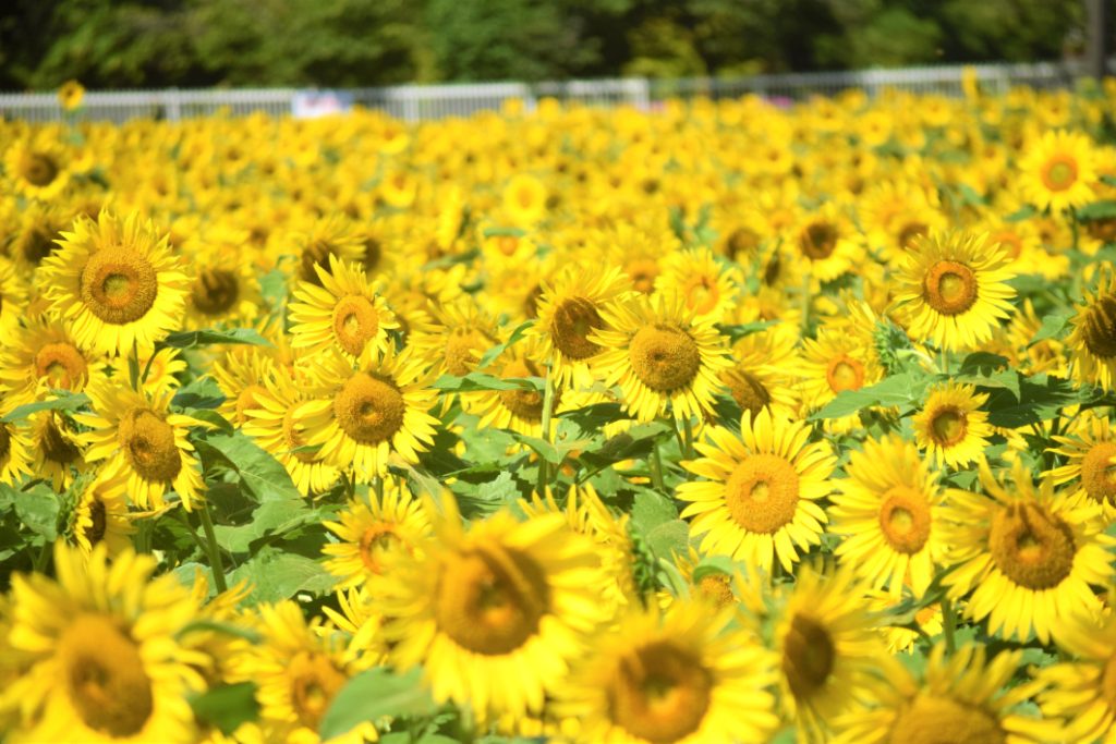 あけぼの山農業公園のひまわり クリアスマイル