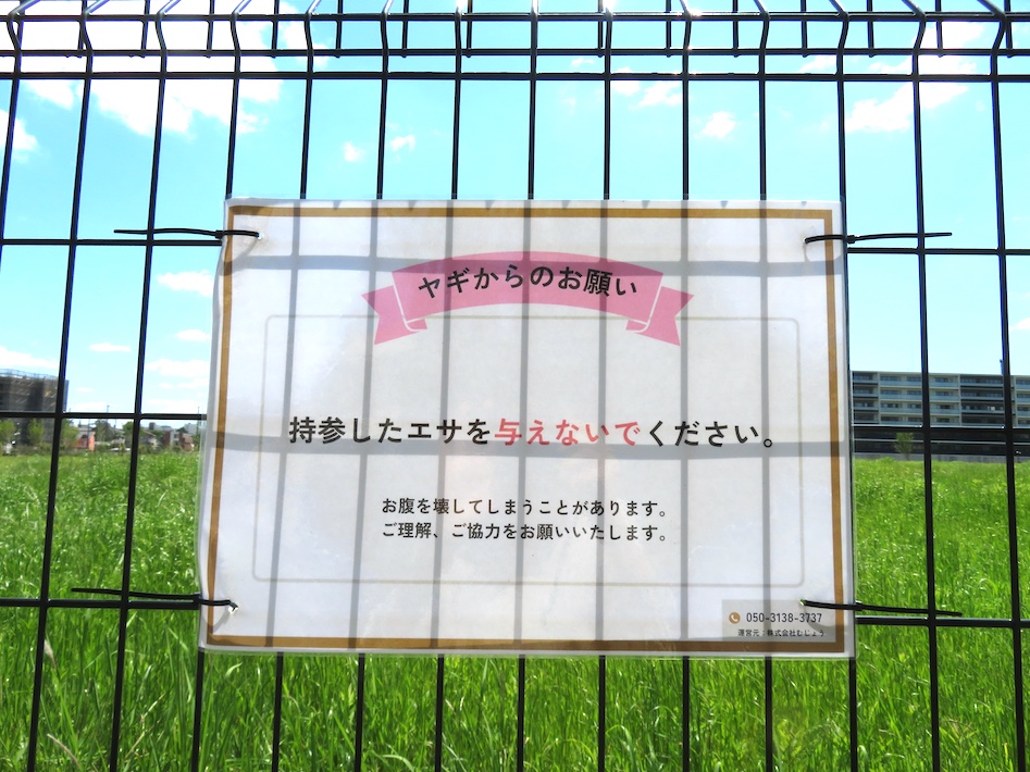 エコでかわいい働き者　千葉大学でスタート「ヤギの除草隊」