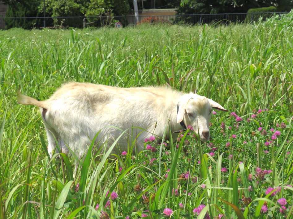エコでかわいい働き者　千葉大学でスタート「ヤギの除草隊」