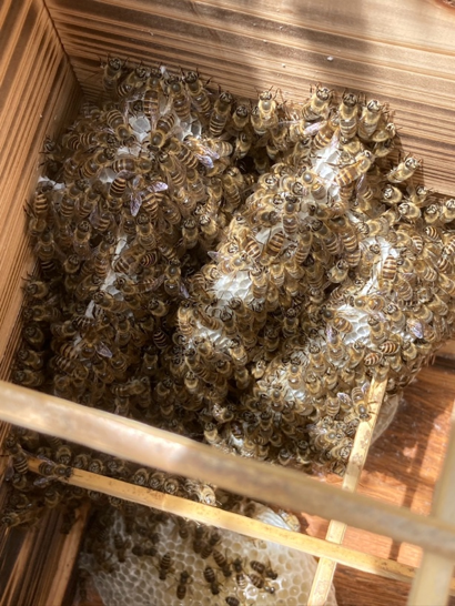 養蜂箱の中の日本ミツバチ