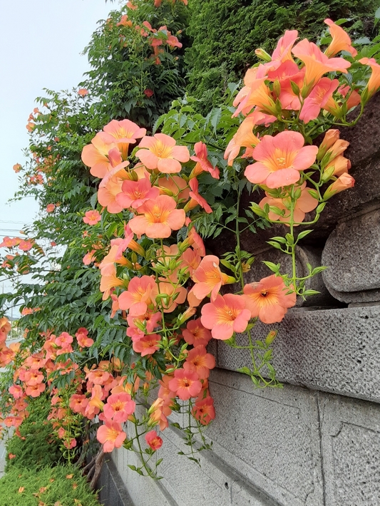 爛漫と夏空に花開く「ノウゼンカズラ(凌霄花)」