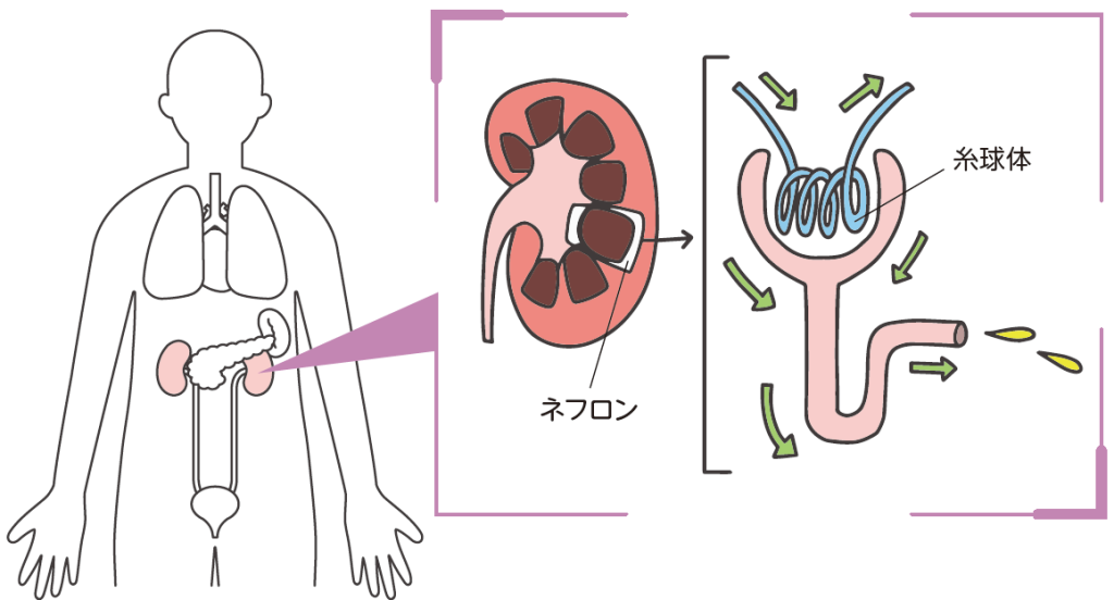 腎臓病の話　腎臓の位置と働き