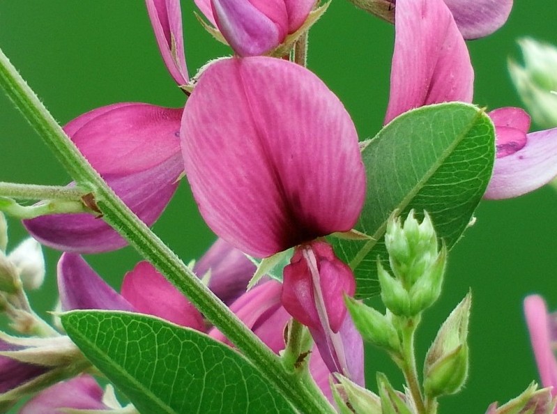 秋の七草の筆頭花「ハギ・ヤマハギ（萩）」