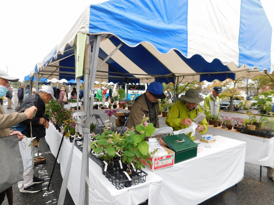 鉢植えの販売