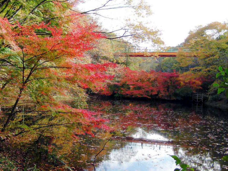 泉自然公園の紅葉