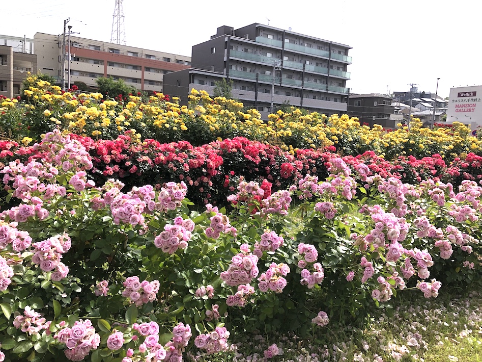 バラいっぱいの街づくり　八千代花と緑の応援団