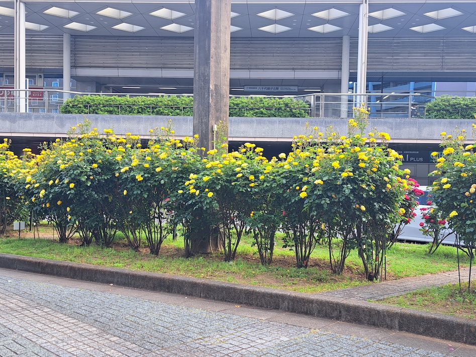 バラいっぱいの街づくり　八千代花と緑の応援団